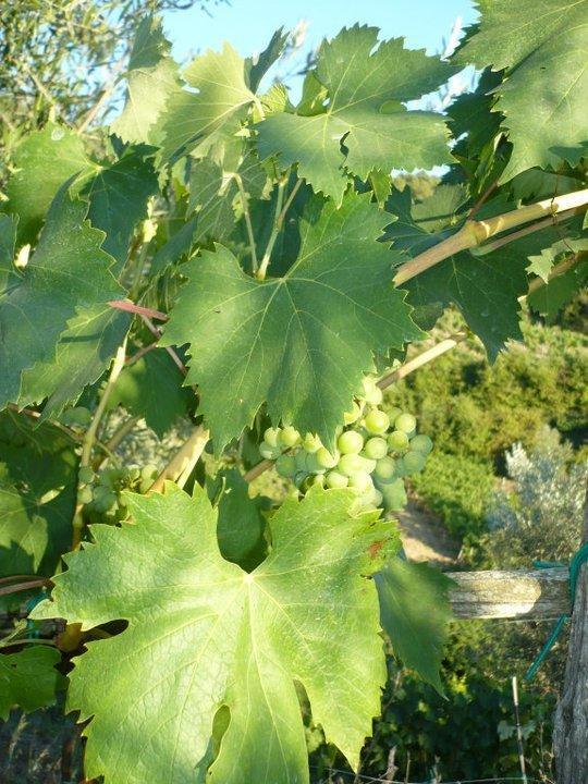 基安蒂格雷夫Agriturismo Poggio All'Olmo别墅 外观 照片